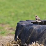 Wheatear, Birtley Green.