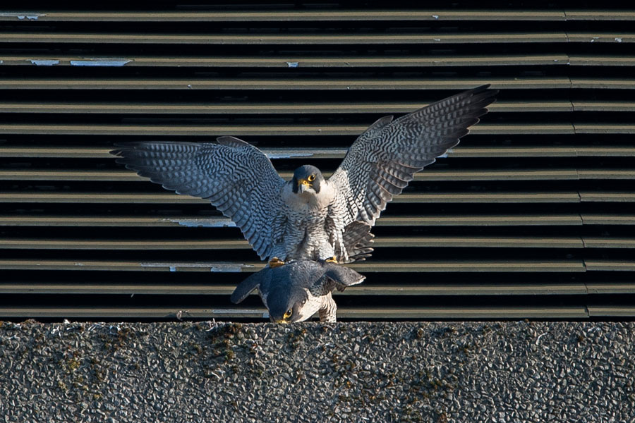 Peregrines-mating – James-Sellen