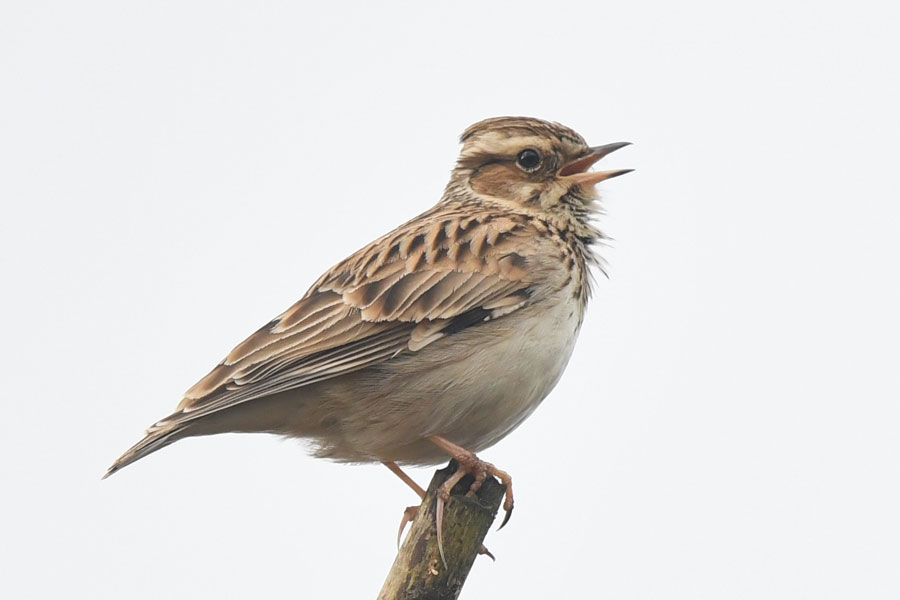 Woodlark – Eric Soden