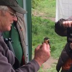 Whinchat, Tice's Meadow, 4/5/2019 (M Elsoffer).