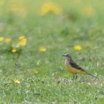 Yellow Wagtail, Worcester Park (I Rowe).