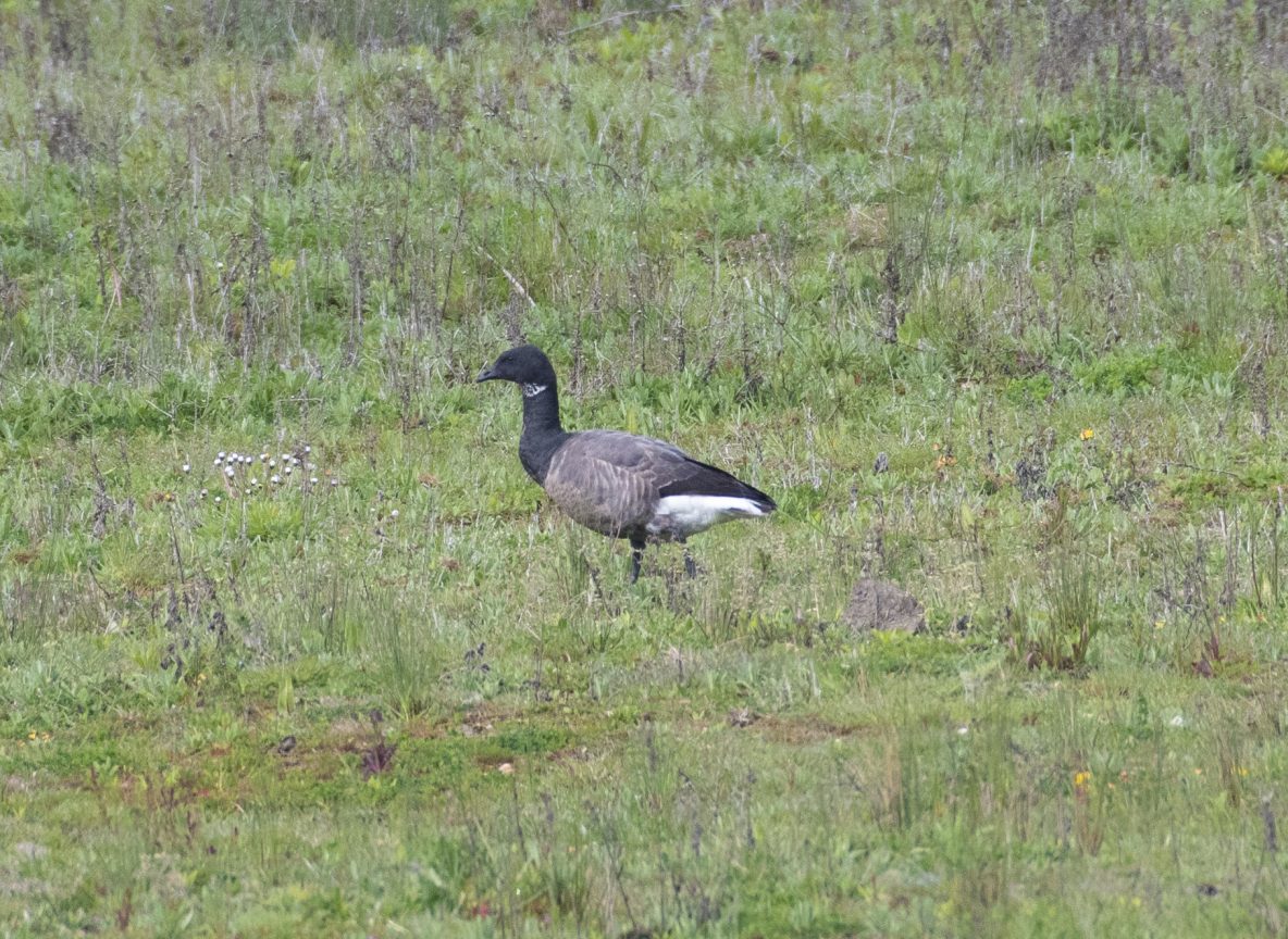 Brent Goose, Tice's Meadow (E Stubbs).
