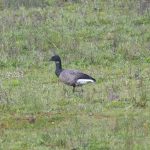 Brent Goose, Tice's Meadow (E Stubbs).