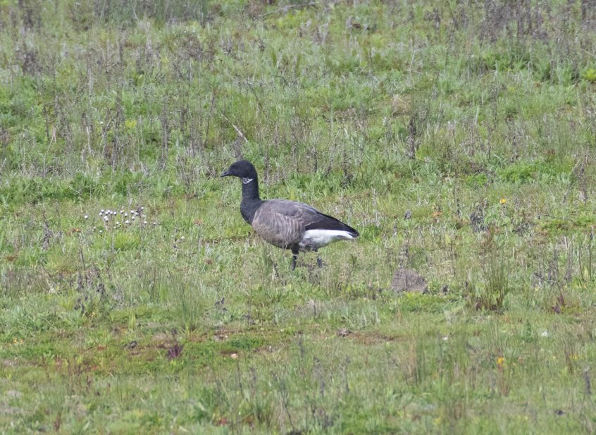 Brent Goose, Tice's Meadow (E Stubbs).