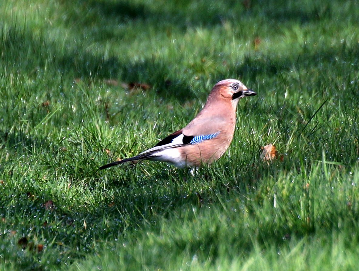 Jay at Pulborough Brooks 24/03/2019 (Sean Ellis)