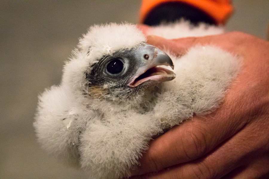 Woking Peregrine chick, 15/05/2019, (Craig Denford)