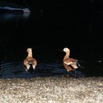 Ruddy, Shelduck, Richmond (N Tsinonis).