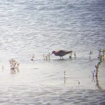 Black-tailed Godwit, London Wetland Centre (A Dutta).