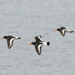 Oystercatchers, Island Barn Reservoir (D Harris).