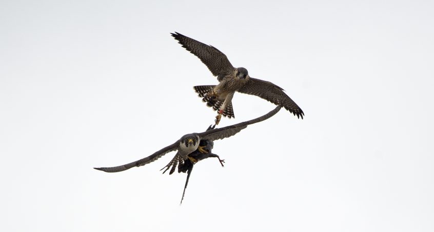 Two of the Woking Peregrines - an adult and juvenile - taken on 15/06/2019 by James Sellenn