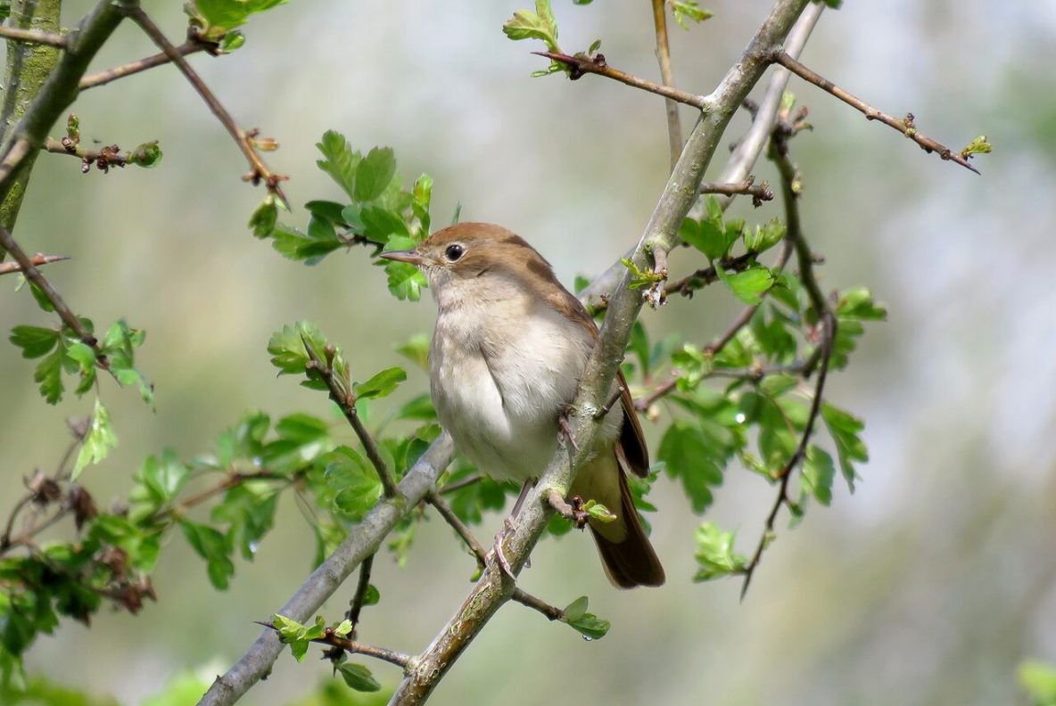 Photo: Nightingale, Shaun Ferguson