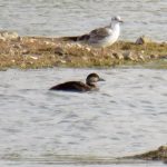 Common Scoter, Tice's Meadow (S Ferguson).