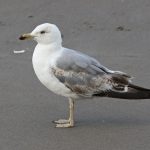 Yellow-legged Gull, Rotherhithe (R Bonser).