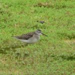 Wood Sandpiper, British Wildlife Centre (K Noble).