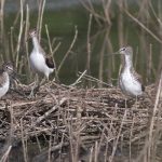 Green Sandpipers, Beddington (P Alfrey).