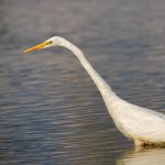 Great Egret, Richmond Park (D Muthalib).