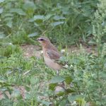 Wheatear, Birtley Green (E Stubbs).