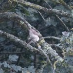Spotted Flycatchers, Birtley Green (E Stubbs).