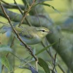 Wood Warbler, Hascombe (E Stubbs).