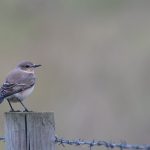 Wheatear, Birtley Green (E Stubbs).