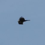 Marsh Harrier, Shackleford (E Stubbs).