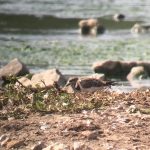 Turnstone, Beddington (D Campbell).