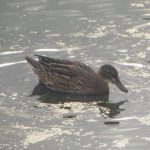 Garganey, London Wetland Centre (WWT).