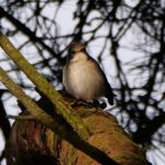 Pied Flycatcher, Leith Hill (M Davis).