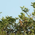 Redstart, Island Barn Reservoir (D Harris).