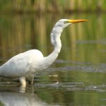 Great Egret, Molesey Heath (D Harris).