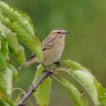 Whinchat, West Clandon (M Phelps).