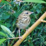 Tree Pipit, West Clandon (M Phelps).