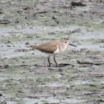 Common Sandpiper, Beddington (S Gale).