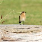 Wheatear, West Clandon (M Phelps).