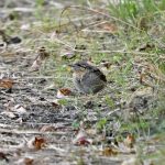 Wryneck, London Wetland Centre (D Element).
