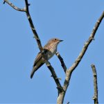 Spotted Flycatcher, Tice's Meadow (C Varndell).