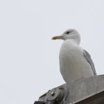 Caspian Gull, Walton-on-Thames (D Harris).