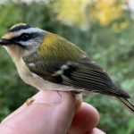 Firecrest, Capel (W Attridge).
