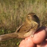 Grasshopper Warbler, Tice's Meadow (R Dickey).