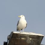 Caspian Gull, Walton-on-Thames (D Harris).