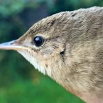 Grasshopper Warbler, Capel (W Attridge).