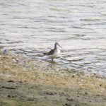 Curlew Sandpiper, Holmethorpe SPs (S Ferguson).