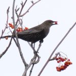 Ring Ouzel, Leith Hill (M Davis).