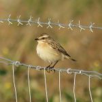 Whinchat, Beddington Farmlands (S Gale).