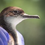 Manx Shearwater, Leatherhead (Wildlife Aid Foundation).