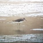 Green Sandpiper, Beddington Farmlands (I Jones).