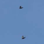 Ring Ouzels, Hascombe (E Stubbs).