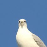 Caspian Gull, Walton-on-Thames (D Harris).