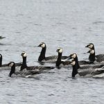Barnacle Geese, Island Barn Reservoir (D Harris).
