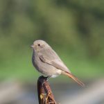 Black Redstart, Little Woodcote (I Jones).